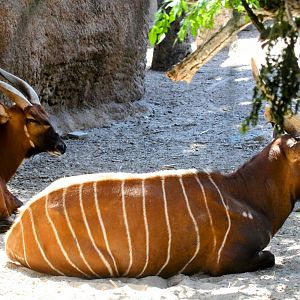 Mountain Bongo