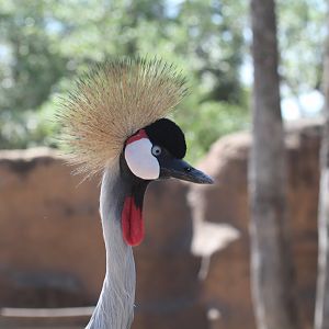 Gray Crowned-Crane