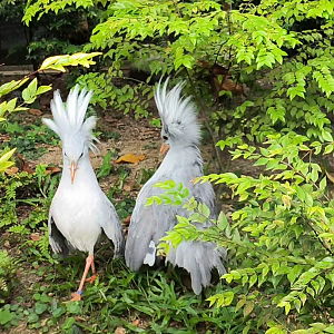 Kagu