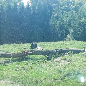 Grizzly Bear Exhibit