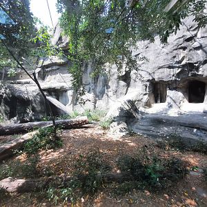 Snow Leopard Exhibit [No-Show]