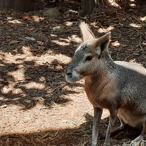 Patagonian Mara