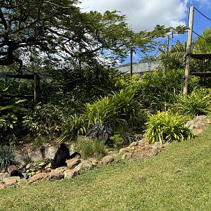 White-cheeked Gibbon enclosure