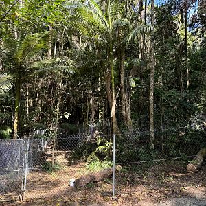 New cassowary enclosure