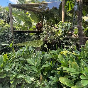 Goodfellow’s tree-kangaroo enclosure
