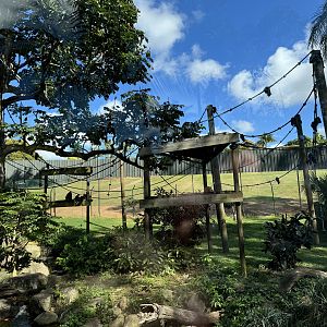 Spider monkey enclosure