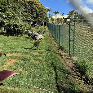 Maned wolf enclosure