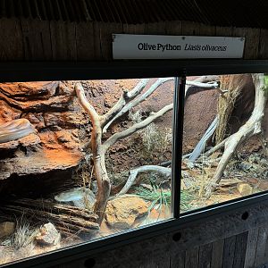 New olive python enclosure