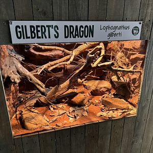 Gilbert’s dragon enclosure