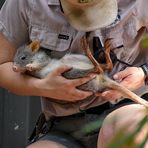 Rufous Bettong with keeper