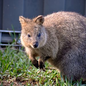 Quokka