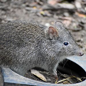 Long-nosed Potoroo