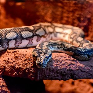 Jungle Carpet Python