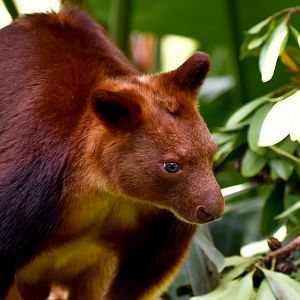 Goodfellow's Tree-Kangaroo