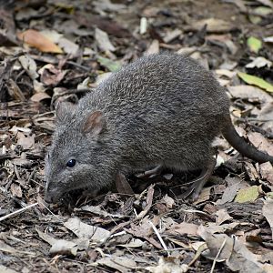 Long-nosed Potoroo