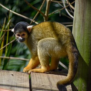 Bolivian Squirrel Monkey