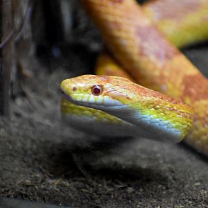 Corn Snake