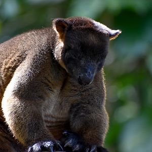 Lumholtz's Tree-Kangaroo
