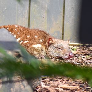 Tiger Quoll in the sun