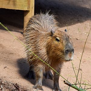Capybara