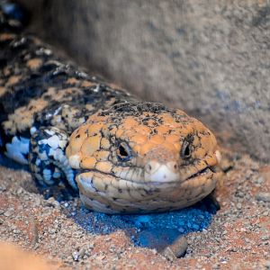 Western Shingleback
