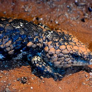 Western Shingleback
