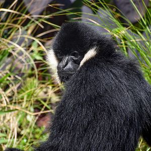 Northern White-cheeked Gibbon
