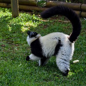 Black-and-white Ruffed Lemur
