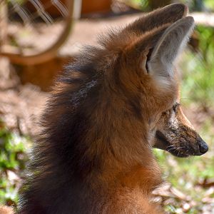 Maned Wolf