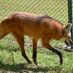 Maned Wolf