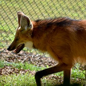 Maned Wolf