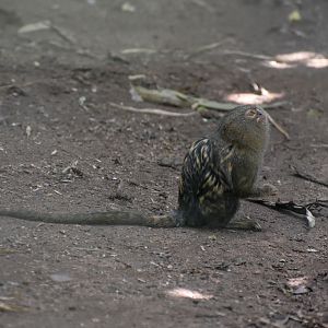 Pygmy Marmoset