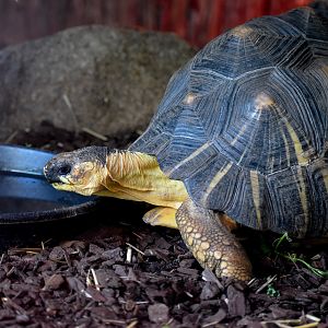 Radiated Tortoise
