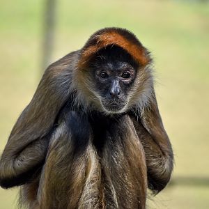 Black-handed Spider Monkey