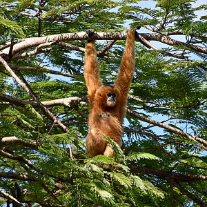 Northern White-cheeked Gibbon