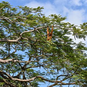 Gibbon in a tree