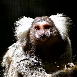 Common Marmoset