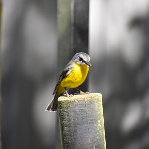 Eastern Yellow Robin (wild)