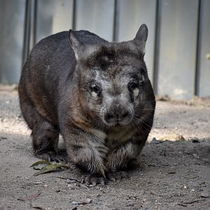 Southern Hairy-nosed Wombat