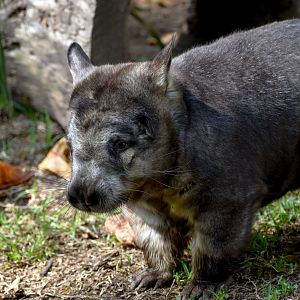Southern Hairy-nosed Wombat