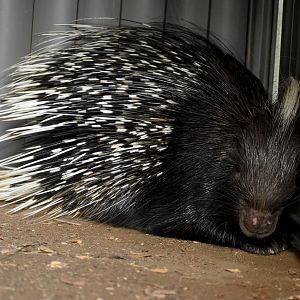 Cape Porcupine