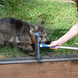 Southern Hairy-nosed Wombat chasing window cleaner
