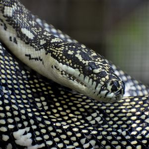 Diamond Python outdoors