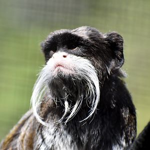 Emperor Tamarin