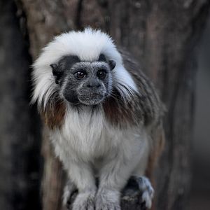 Cottontop Tamarin
