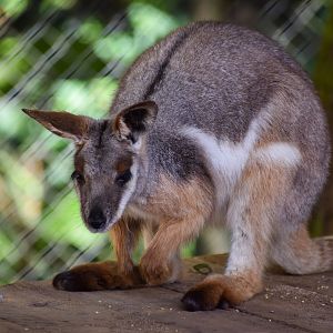 Yellow-footed Rock-Wallaby
