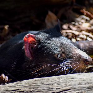 Tasmanian Devil