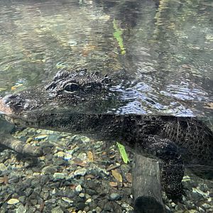 Chinese Alligator (Alligator sinensis)