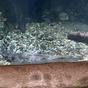 Siamese Crocodile (Crocodylus siamensis)