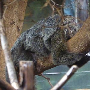 Mother and Baby White-Faced Saki Monkey